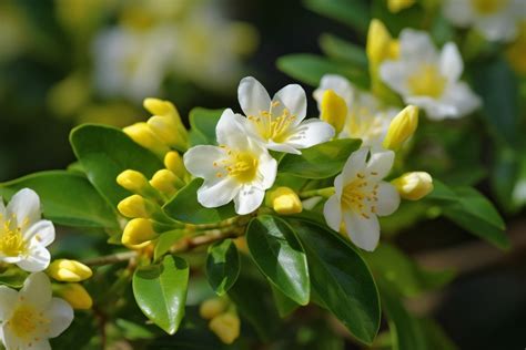 茉莉花象徵|茉莉花的象征意义